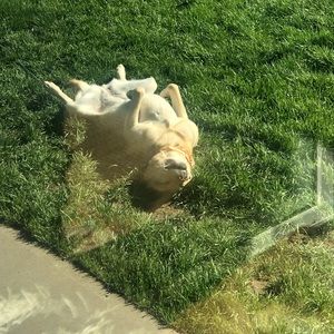 Meet your Posher, Cory